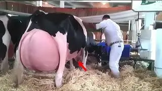 The Farmer Couldn’t Stop Screaming When He Saw Whom His Cow Had Birthed!