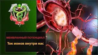 Мембранный потенциал. Откуда берется электрическое напряжение на мембране клеток?