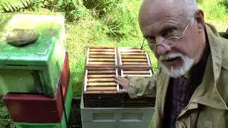 Introducing the Quadratic Hive (Part 1)