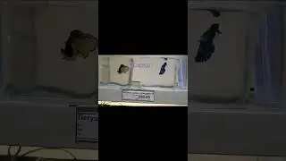 #декордляаквариума
