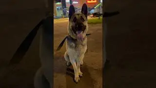 Познакомила Вереска с Бесланом .Беслан в шоке .