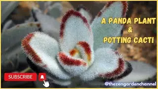 Kalanchoe Tomentosa or Panda Plant🐼 Cactus Jack or Crown cactus? 🌵