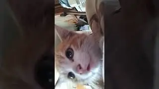 рыжик