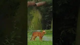 Kucing Liar Oren Berkelana