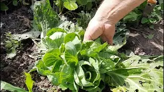 Выращивание капусты. Как получить 2 урожая с одного растения