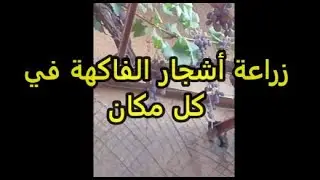 زراعة أشجار الفاكهة في كل مكان
