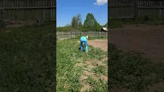 дачный сезон.....