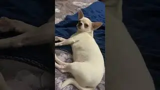 🐕