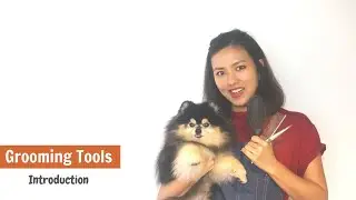 GROOMING TOOLS INTRODUCTION & REVIEW - Our Grooming Secret Weapon ? (ENGLISH SUBS) | ASIAN CUTE DOGS