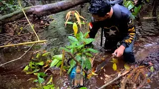 Begini hasilnya kalau alam msih trjga !Panen lele lembat d alam liar  #lelelembat