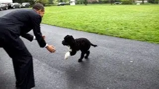 Dog Bites Obama!!!
