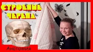 АНАТОМИЯ ЧЕЛОВЕКА. Строение черепа.