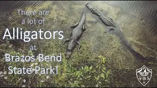 So Many Alligators At Brazos Bend State Park!