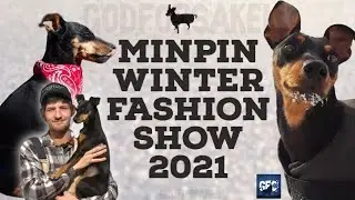 Miniature Pinscher Fashion Show