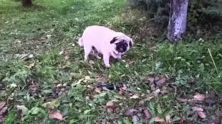 Мопс жрет яблоко