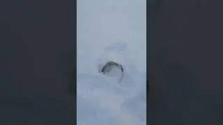 Малое чебачье лещ