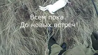 Охота на зайца 2019 2