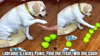 Labrador's Lucky Paws: Find the Treat, Win the Cash: The Golden Guessing Game
