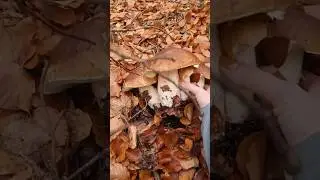 This is this year's find / White mushrooms 2023