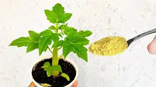 Уже Вся Наша Деревня Знает Этот Секрет! Стебель ТОЛЩЕ ПАЛЬЦА за 2 СУТОК!