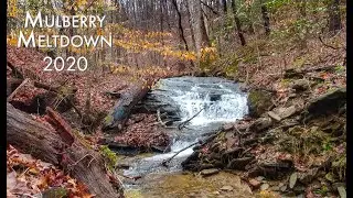 Mulberry Meltdown 2020