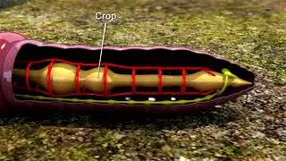 Segmented Worm