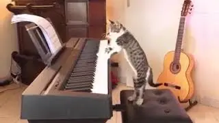 snoop cat and cat قط يؤدي أفضل مقطع ل المغني سنوب دوغ