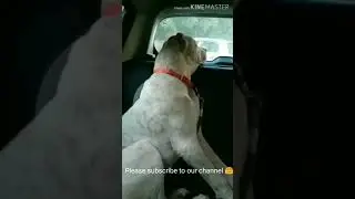 Two Beast Pitbull terrier dog in car  #Shorts #pitbulllovers #dangerouspitbulldogvideo #pitbulldog