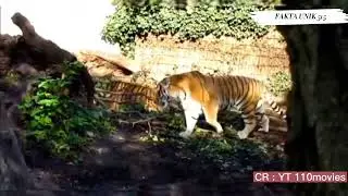 Perkelahian Harimau || Tiger Fight #faktaunik