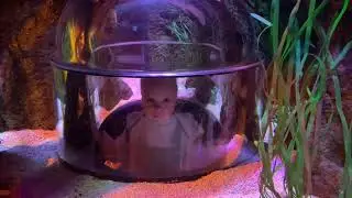 Океанариум Sea Life лучший в Стамбуле. Sea Life Istanbul.