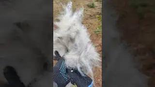 Как линяют кавказские овчарки 