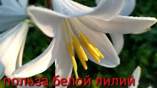 Benefits of White Lily