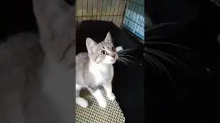Ищем родителей этому малышу Костику! СПб