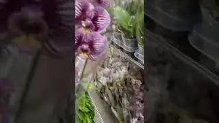 Разница между фантомом и черными полосами 