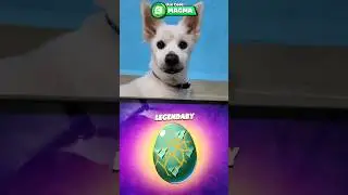 My Lucky Dog got a legendary Egg! 🤯 #brawlstar #monsteregg
