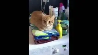 Кот держит стиральную машинку, чтобы не убежала