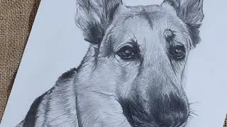 Cómo Dibujar un Perro Adorable: Guía Paso a Paso