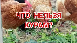 What can chickens not do?