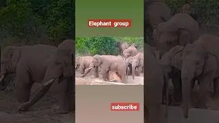 Elephant   Elephant video forest