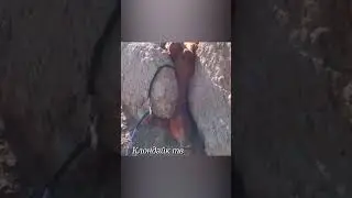 Лошадей кусают черепахи #animalsvideo
