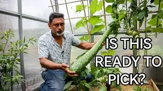 How To Tell When Bottle Gourd Ready For Harvest