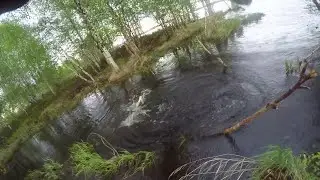 Проверил одно местечко и был приятно удивлён столько рыбы в этом ручейке не ожидал увидеть.