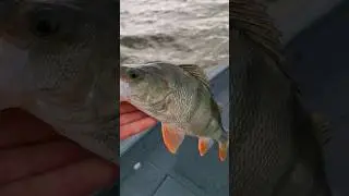 Скоро будет полноценное видео на канале, куда я пропал. Спасибо за понимание. #рыбалка #fishing #big