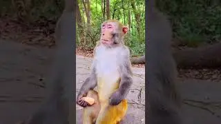 Бибизян завис