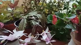 Комнатные цветы!