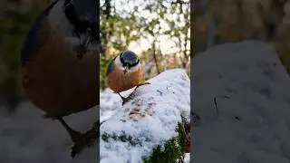 Behind the Lens: Birdwatching Adventures with Nuthatches 📷🐦 