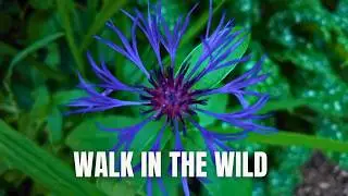 Peaceful Walk in the Woods | No Talking, Calming, Relaxing, Gentle Music