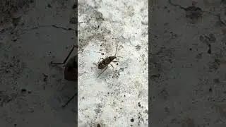 Клоп наземник