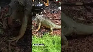 Florida iguana evades my garden 🤣🦎 #southflorida #iguana #wildlife #lol #fyp
