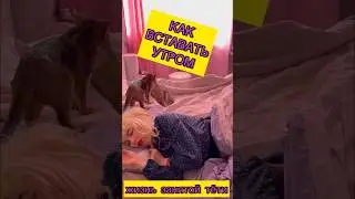 КАК ВСТАВАТЬ УТРОМ #лайфхаки #лайфхак #прикол #приколы #скетч #тупость #котики #кошка #рофл #смешно